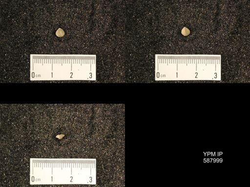Zygospira modesta
