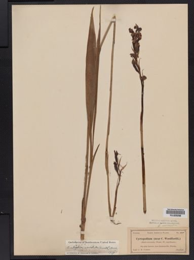 Eulophia
