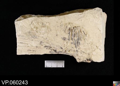 undet. Actinopterygii