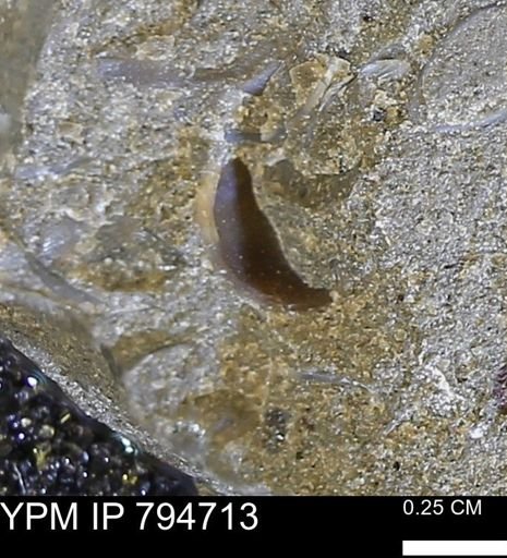 undet. Mollusca
