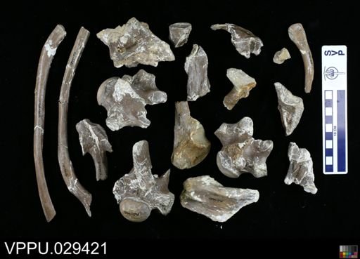 Platecarpus sp.