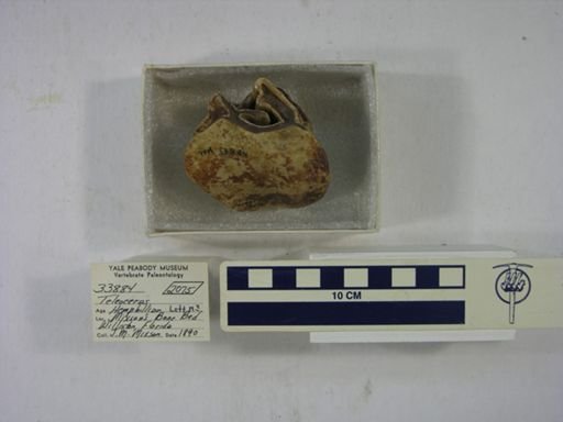 Teleoceras fossiger