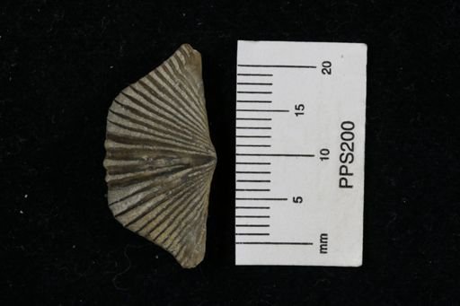 Platystrophia sp.