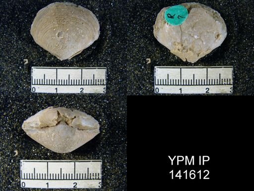 Athyris capillata