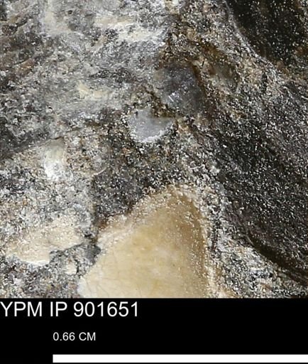 undet. Mollusca