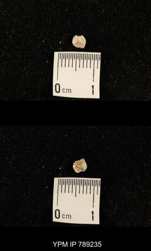 undet. Brachiopoda