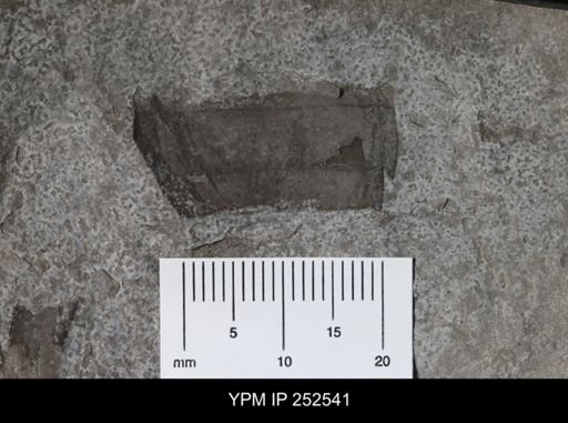 undet. Eurypterida