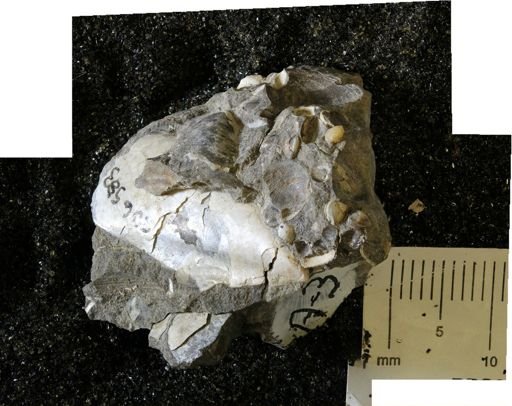 Pseudoptera subtortuosa