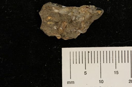 undet. Brachyura