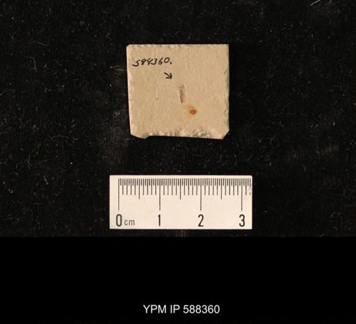 undet. Auchenorrhyncha