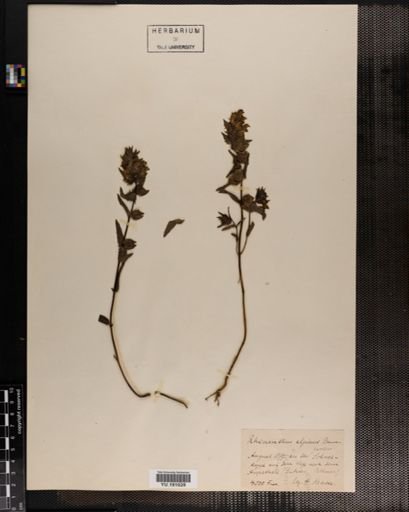 Plantae