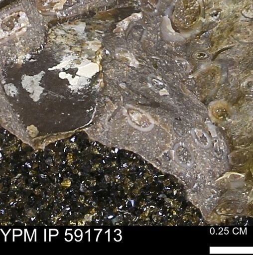Serpulidae