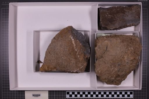 mixed taxa, stratigraphic collection
