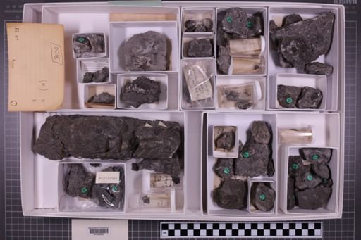 mixed taxa, stratigraphic collection