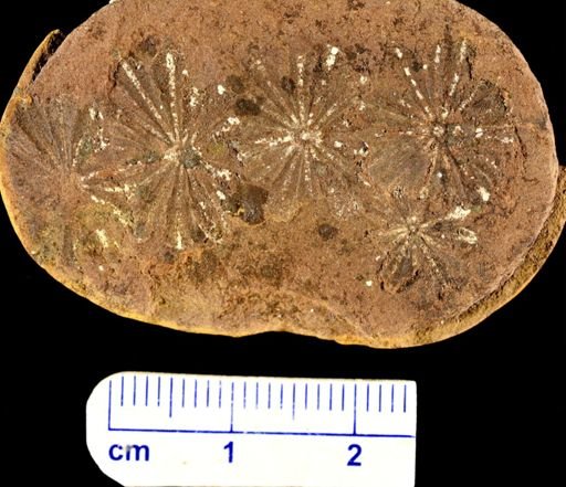 Annularia sphenophylloides
