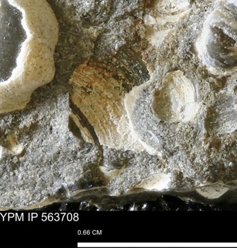 Limopsis striatopunctatus