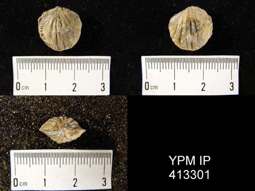Atrypa nodostriata