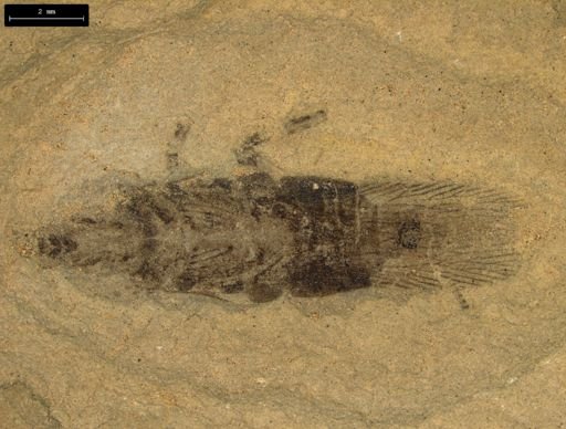 undet. Blattodea