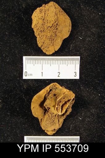 undet. Athyridida