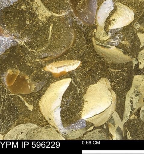 undet. Mollusca