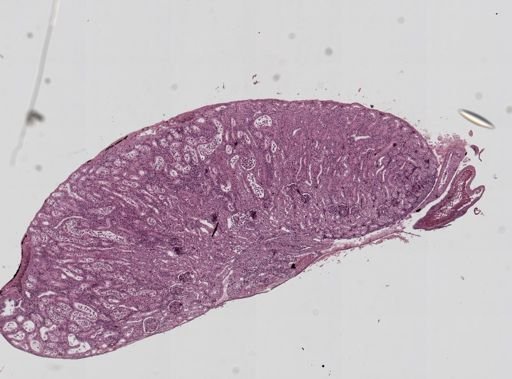 Leptotheca ohlmacheri