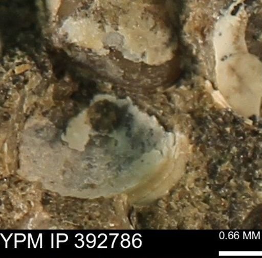 undet. Bivalvia