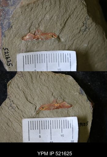 undet. Stylophora
