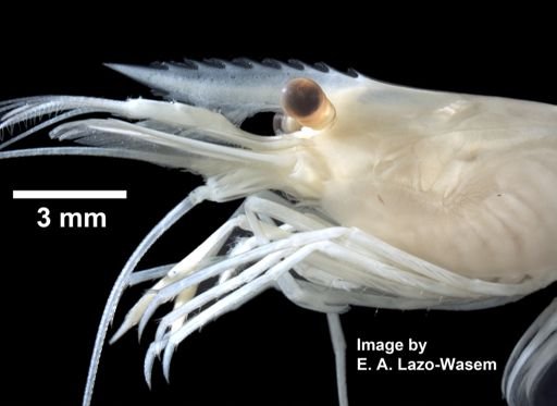 Palaemonetes pugio