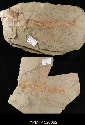 Ichnofossil
