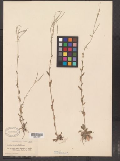 Arabis hirsuta pycnocarpa