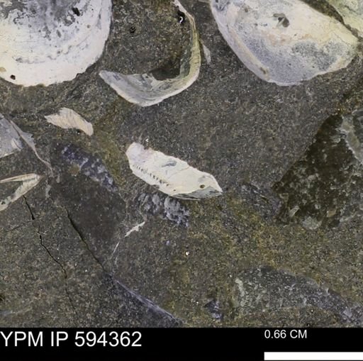 Protocardia sp.