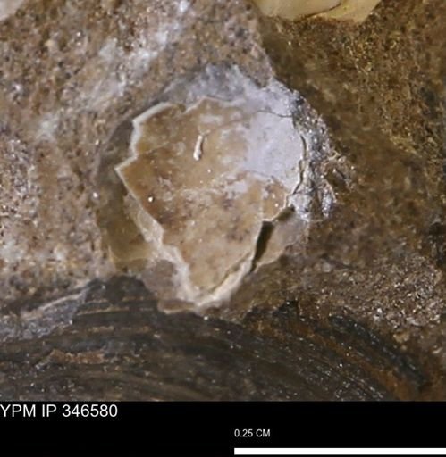 undet. Mollusca