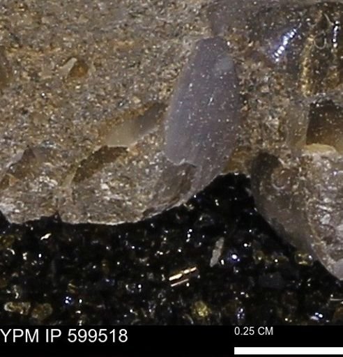 Protocardia subquadrata