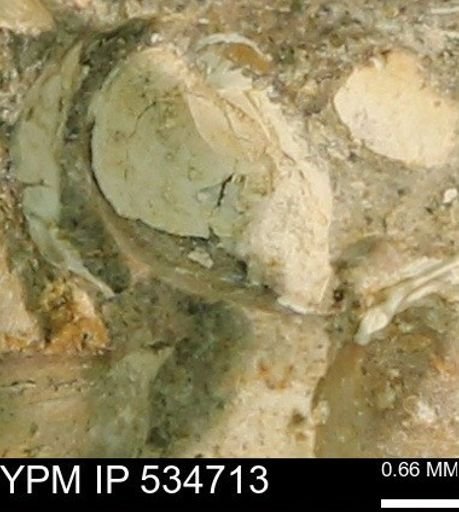 Protocardia subquadrata