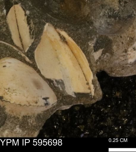 Protocardia sp.