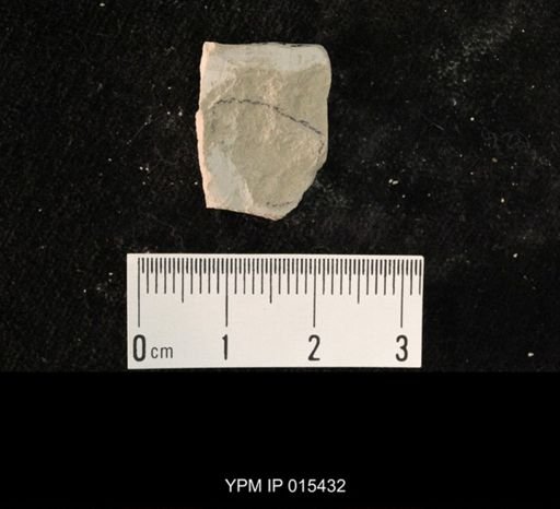 undet. Hexapoda