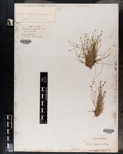 Scirpus