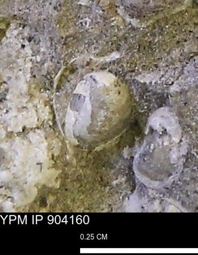 Corbulamella sp.