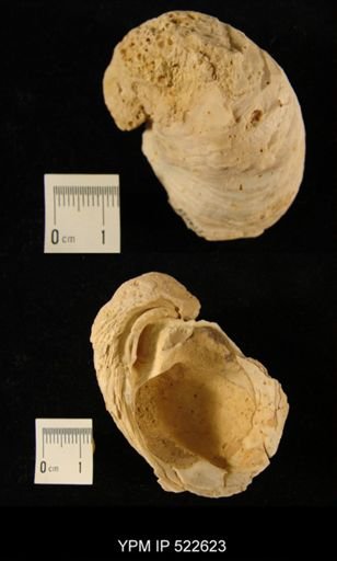 Chama limbula