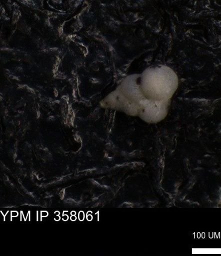 undet. Heterohelicidae