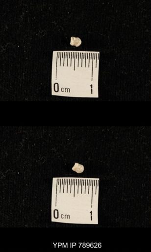 undet. Bryozoa