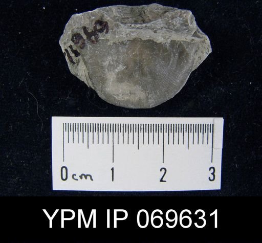 Megamyonia nitens