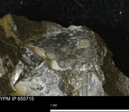 undet. Mollusca