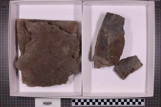 mixed taxa, stratigraphic collection
