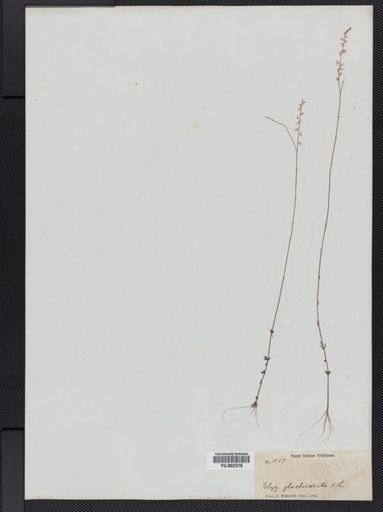 Polygala