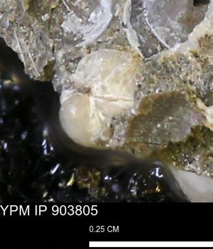 Corbulamella sp.