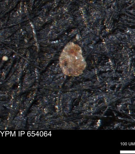 undet. Foraminiferida