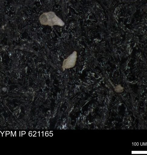 undet. Heterohelicidae