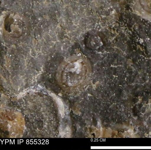 undet. Mollusca