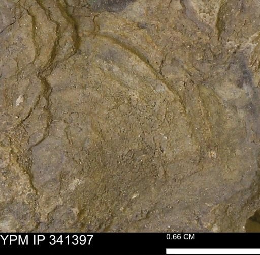 Inoceramus sp.